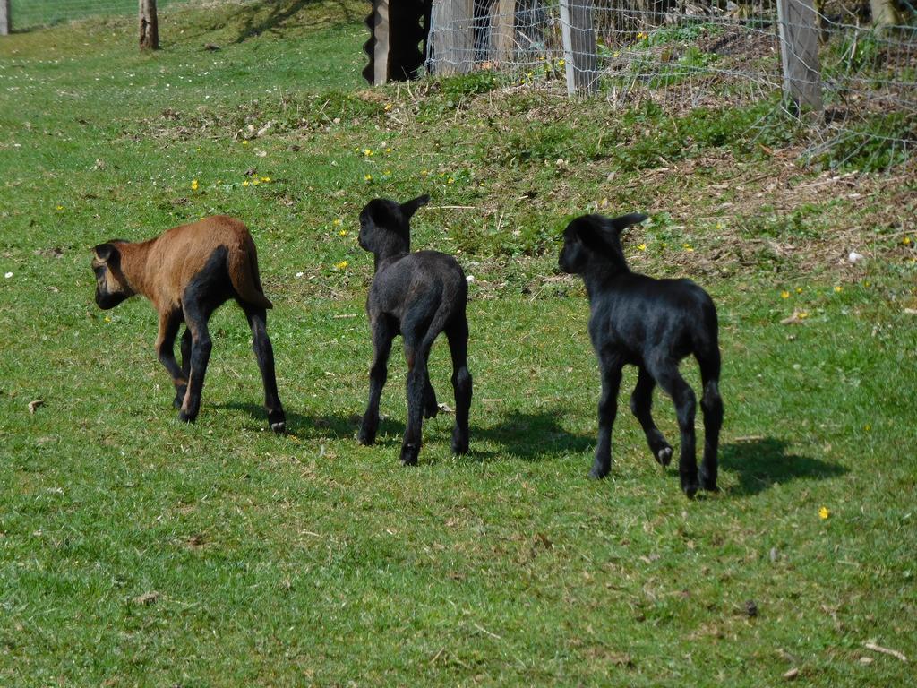 Апартаменты Ferienbauernhof Familie Stratmann Эслоэ Экстерьер фото
